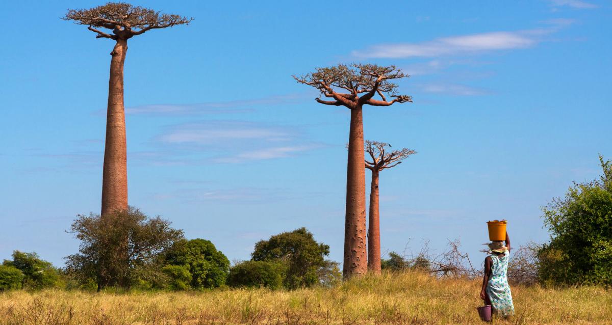 The World Bank Group In Madagascar   Madagascar Cover Image Web 1600x850 