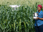 An African agronomist is using a drone to monitor a corn crop. Image source: Shutterstock/Martin Harvey