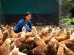 Farmer feeding chickens in the farm.